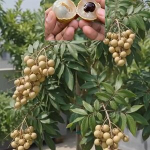 ফোর সিজন লংগান গাছ .....