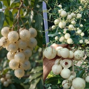 হোয়াইট লংগান গাছ একটি.....